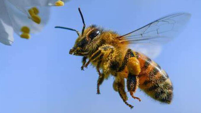 abeille en vol.jpg